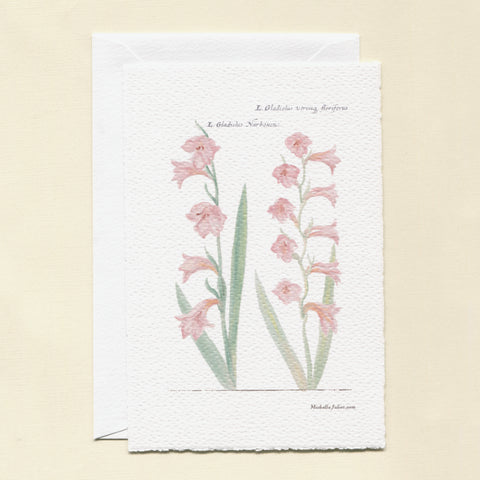 Gladiolus Greeting Cards - Pack of 6