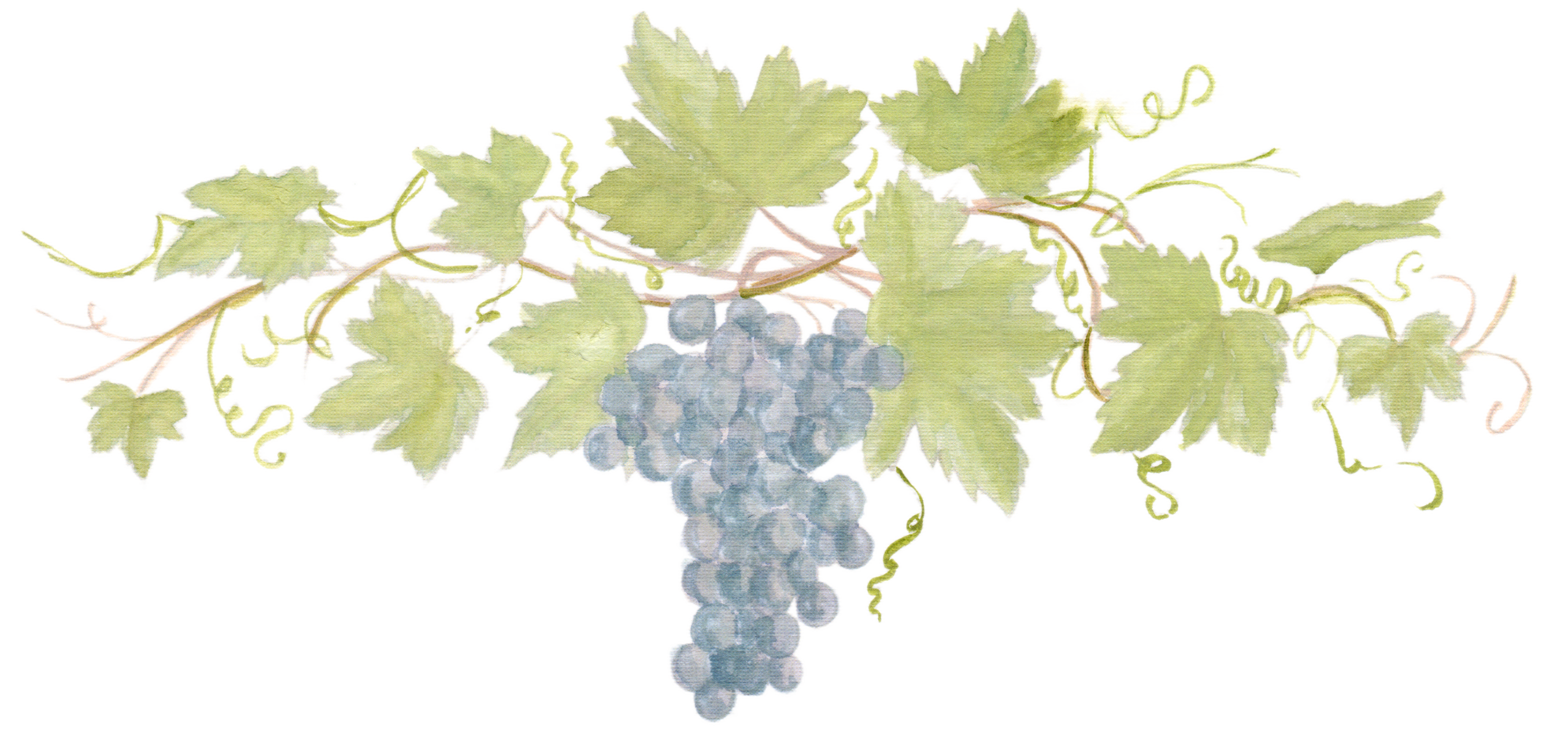Grapevine with Red Grapes downloadable artwork