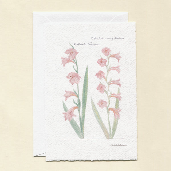 Gladiolus Greeting Cards - Pack of 6