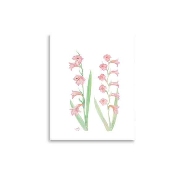 Gladiolus Art Print