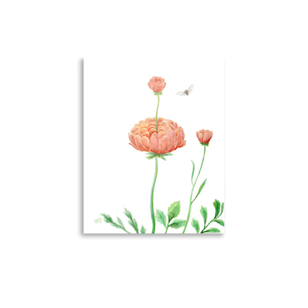 Ranunculus Art Print