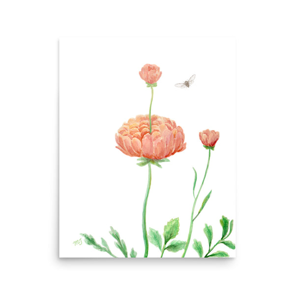 Ranunculus Art Print