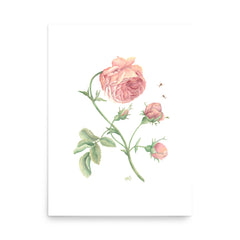 Rustic Rose Watercolor Art Print