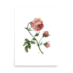 Dark Rustic Rose Art Print