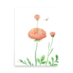 Ranunculus Art Print