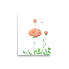 Ranunculus Art Print