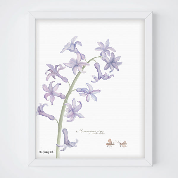 Hyacinthus Downloadable Print