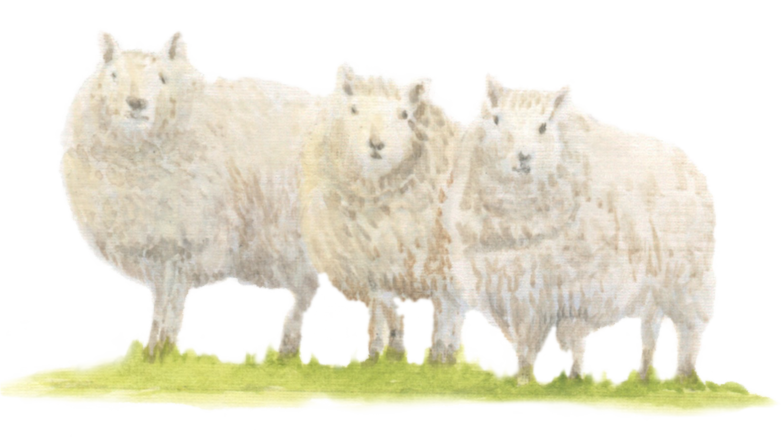Sheep downloadable artwork