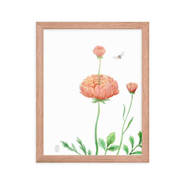 Ranunculus Watercolor Framed Print